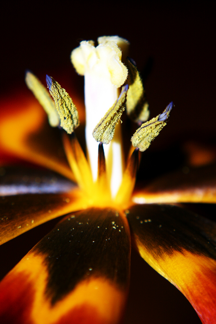 Das Innere einer Tulpe im Blitzlicht