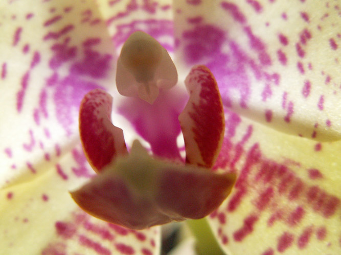das Innere meiner Orchidee...