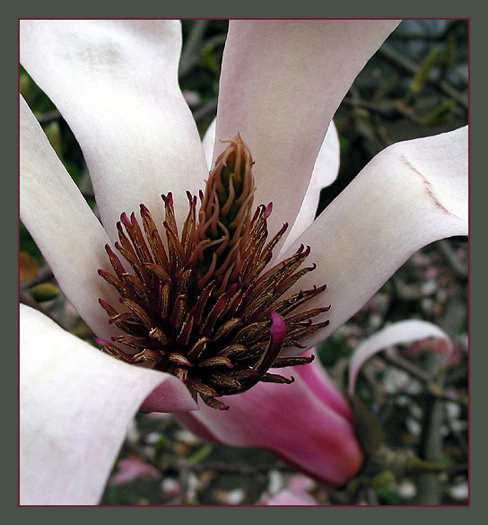 Das innerste der Magnolienblüte