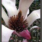 Das innerste der Magnolienblüte