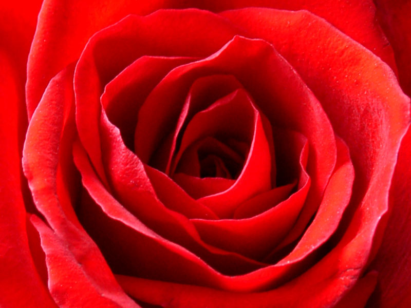 Das Innerste der Rose