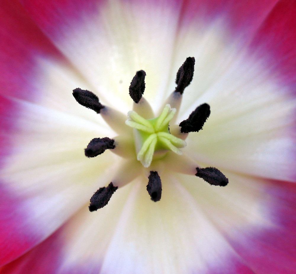 Das Innerste der Tulpe