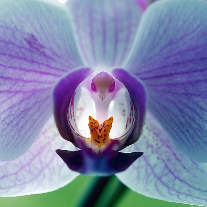 "Das innerste einer Orchidee "