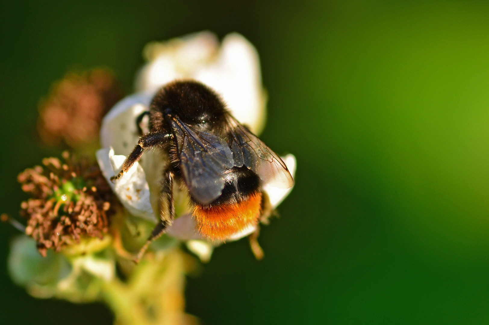 Das Insekt des Jahres 2005 - Die Steinhummel (Bombus lapidarius)