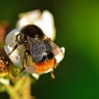 Das Insekt des Jahres 2005 - Die Steinhummel (Bombus lapidarius)