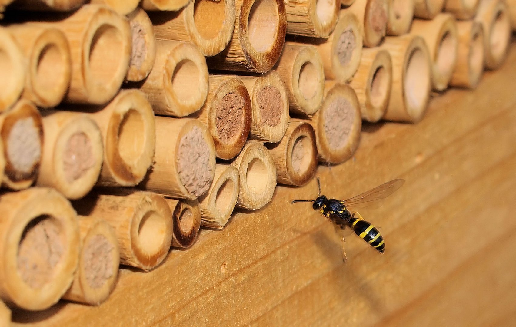 Das Insektenhotel füllt sich weiter...