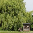 das Insektenhotel gleich neben der Weide - praktisch