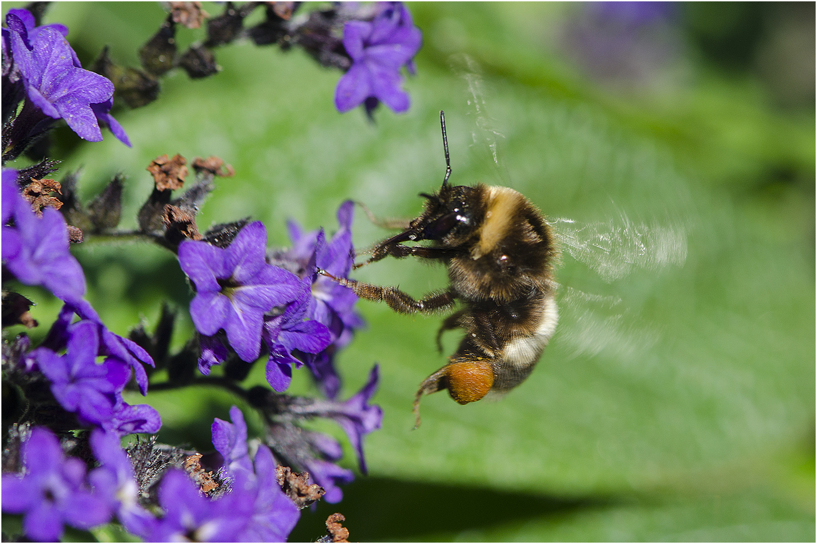 Das Insektensterben ist zur Zeit endlich . . .