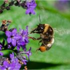 Das Insektensterben ist zur Zeit endlich . . .