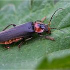 Das Insektensterben zeigt sich auch . . .