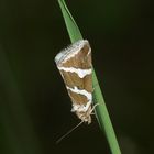 Das inzwischen selten gewordene SILBER(STRICH)EULCHEN, ...