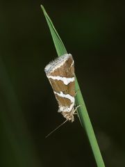 Das inzwischen selten gewordene SILBER(STRICH)EULCHEN, ...