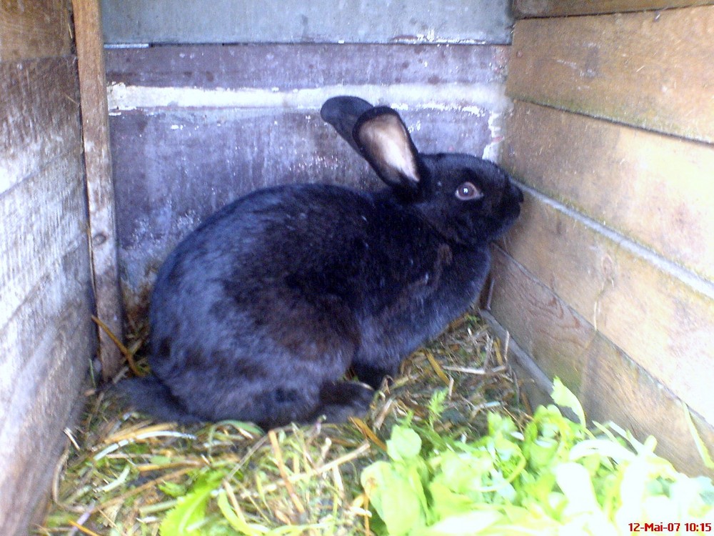 das is rabbit