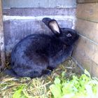 das is rabbit