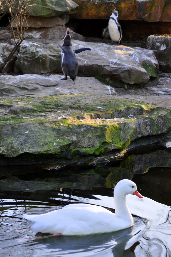 Das ist aber ein komischer Pinguine..............