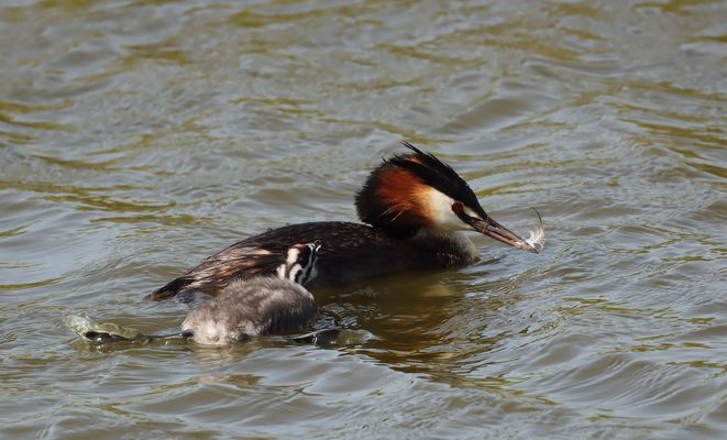 ------  !! Das ist aber kein Fisch !! -----