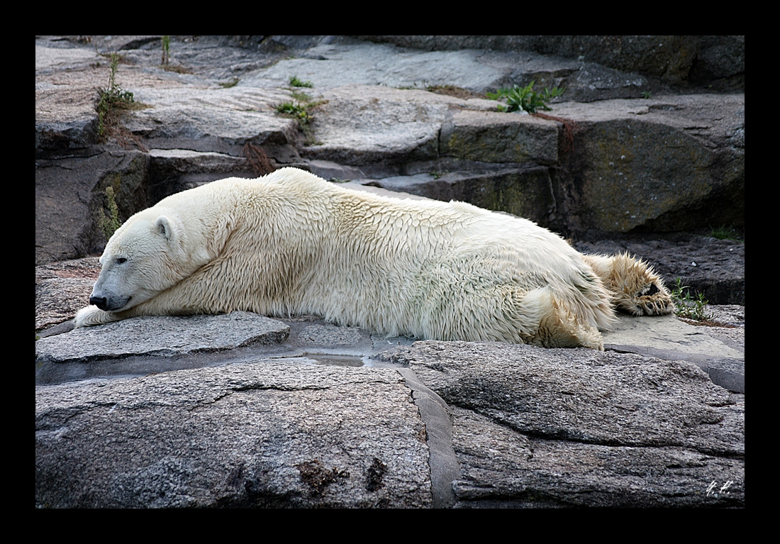 Das ist aber nicht Knut...