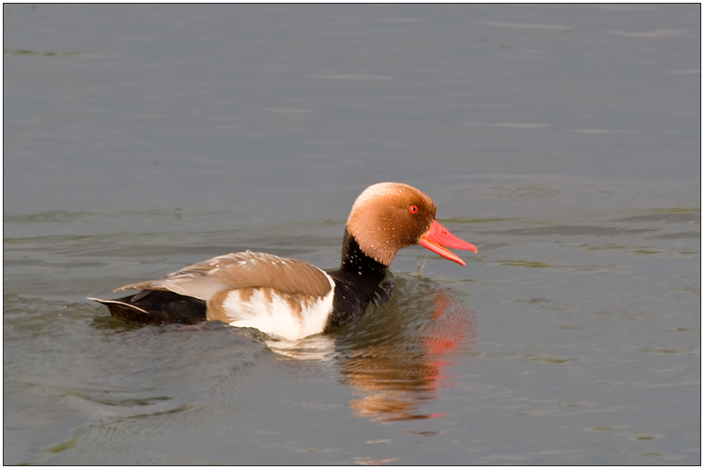 Das ist also eine Ente mit Kolben ...