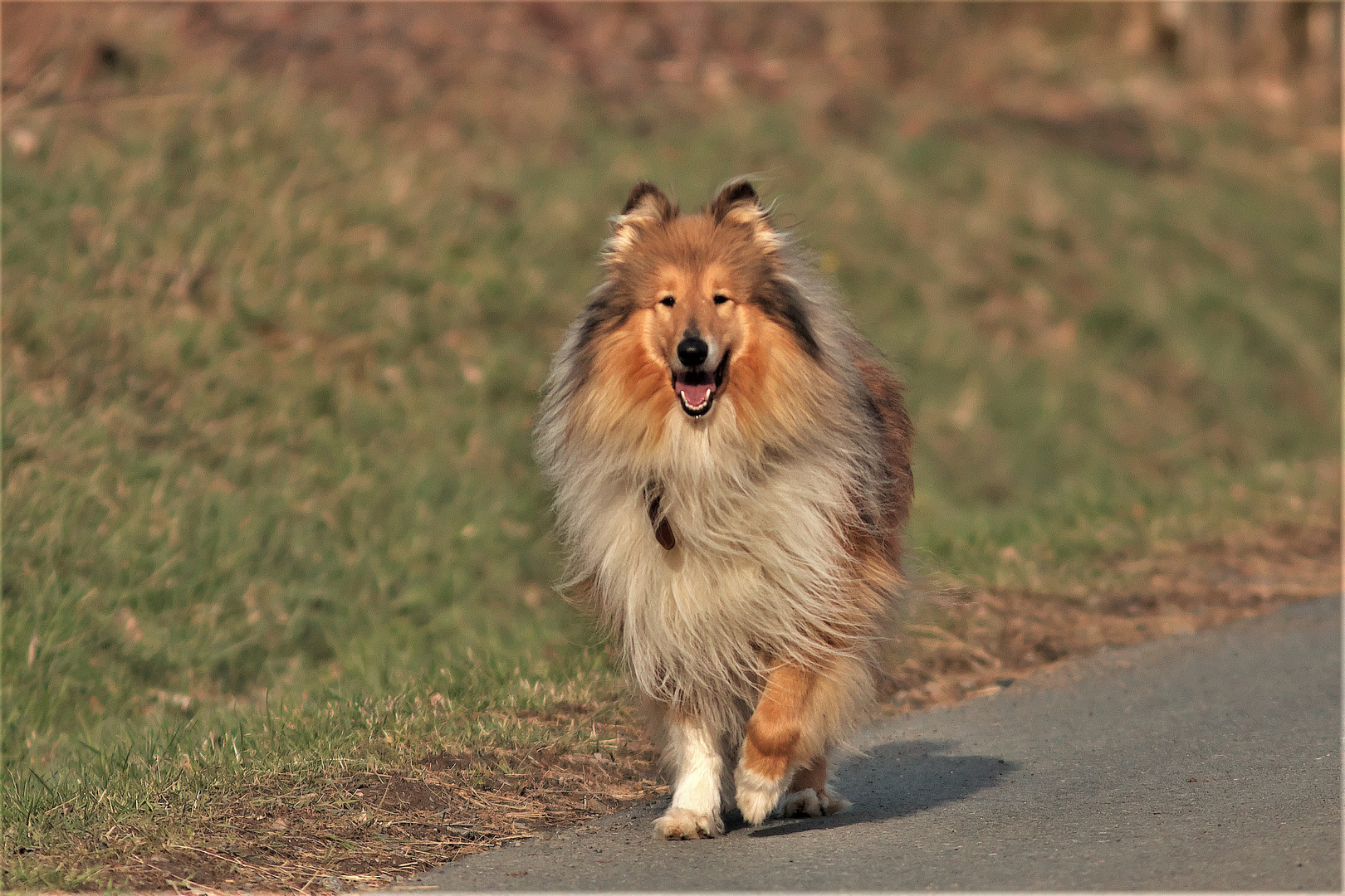 Das ist Ben, der Hund meines Nachbarn.