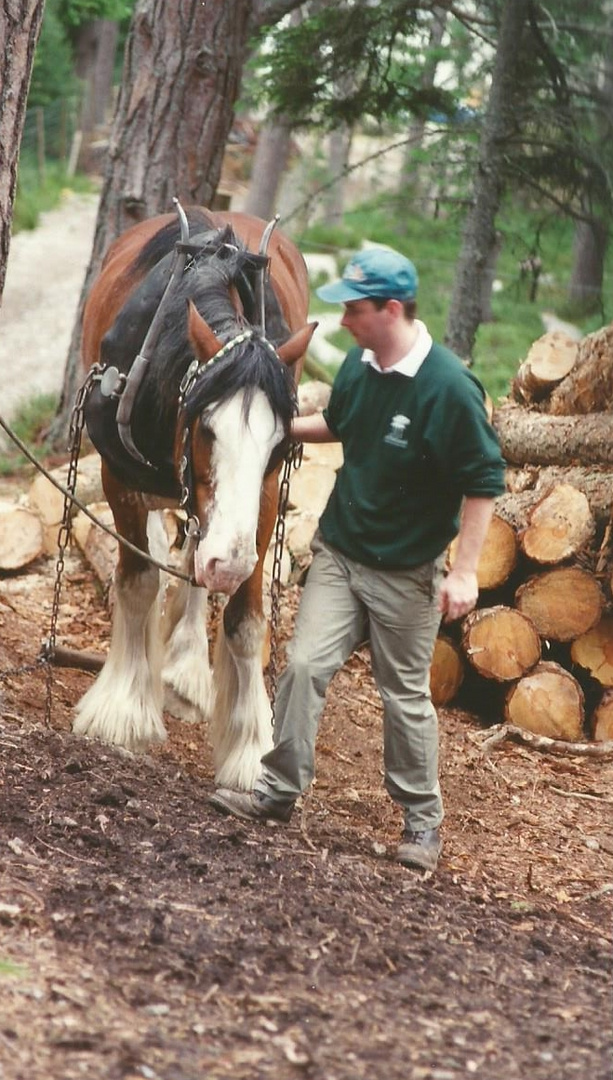 Das ist Bob , er ist ein Rückepferd seine Rasse ......... er ist ein Shire Horse