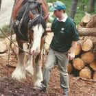 Das ist Bob , er ist ein Rückepferd seine Rasse ......... er ist ein Shire Horse