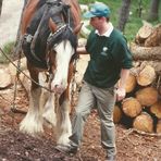 Das ist Bob , er ist ein Rückepferd seine Rasse ......... er ist ein Shire Horse