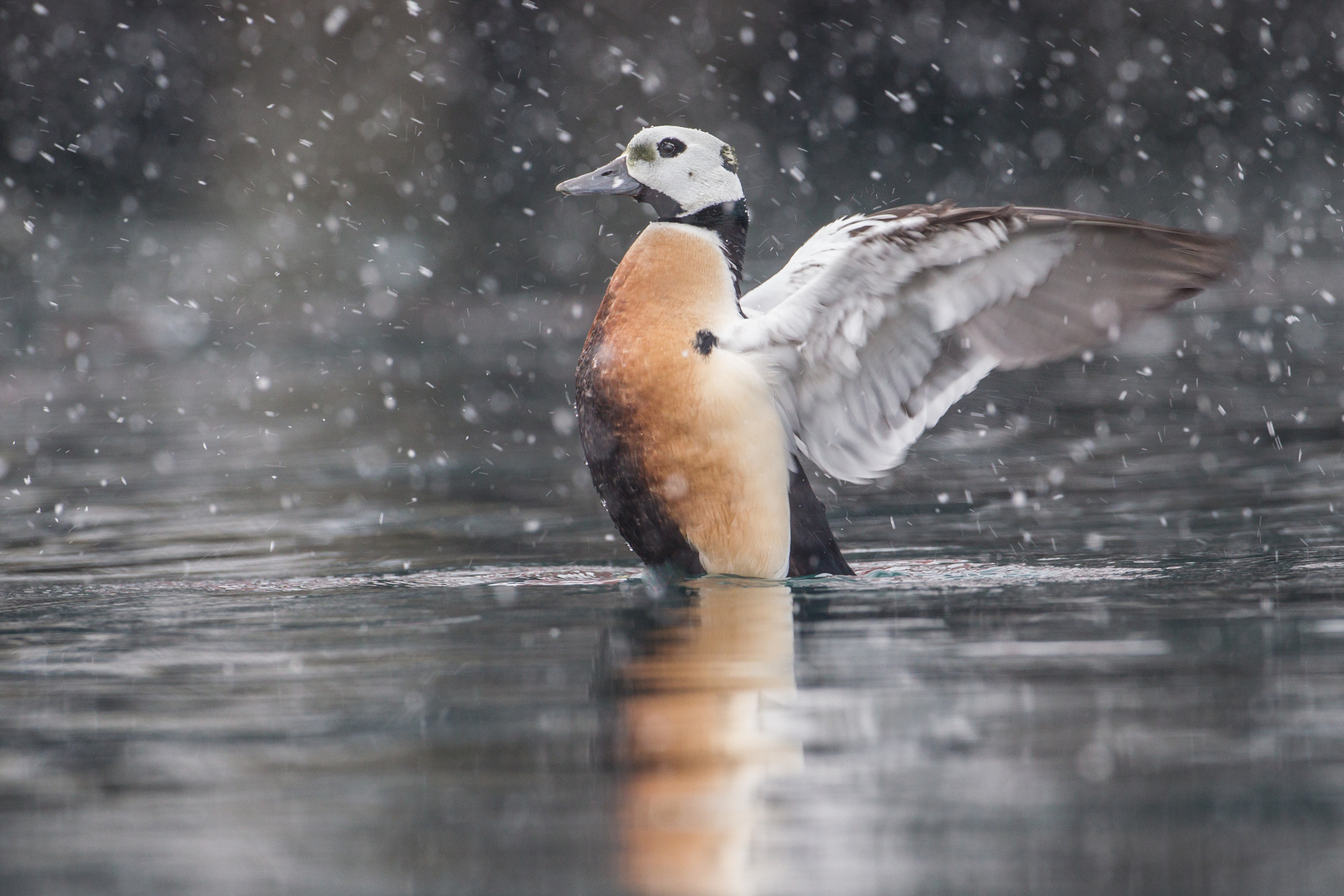 Das ist das Osterwetter !!