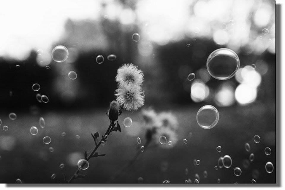 Das Ist Das Schone Im Leben Es Gibt Es lich Und Kostenlos Foto Bild Natur Makros Natur Kreativ Aufnahmetechniken Bilder Auf Fotocommunity