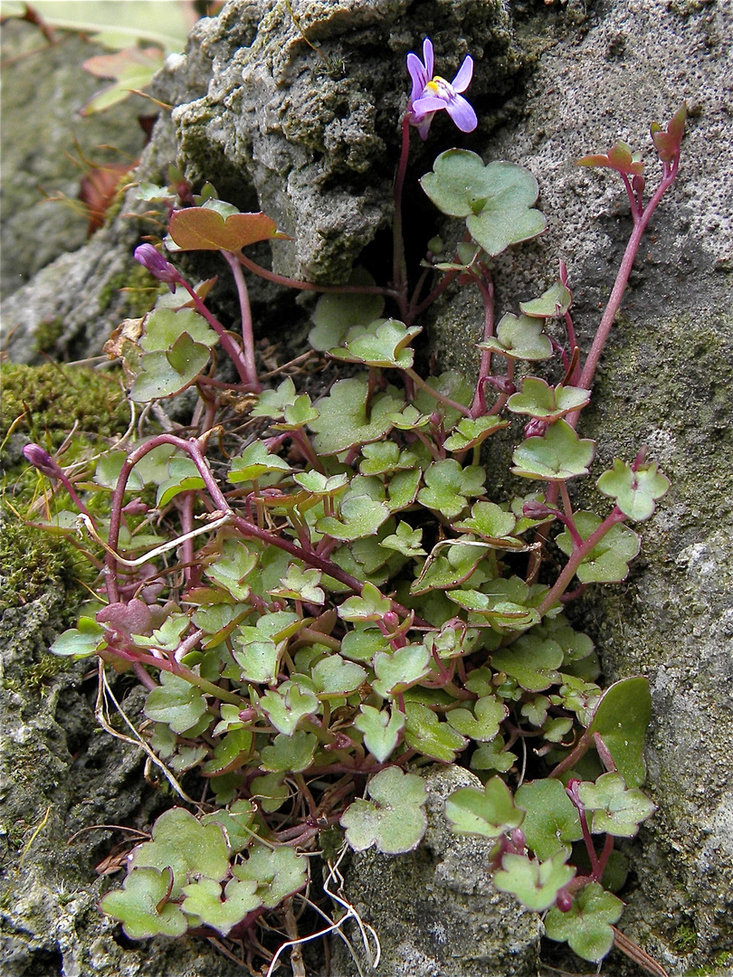 Das ist das Zymbelkraut mit Blättern und Blüten (Linaria cymbalaria)