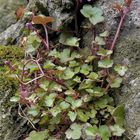 Das ist das Zymbelkraut mit Blättern und Blüten (Linaria cymbalaria)