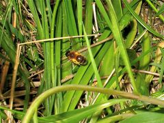 Das ist definitiv der Wirt der Wespenbiene - eine Rotschopfige Sandbiene (Andrea haemorrhoa), . . .