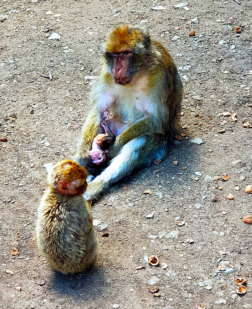 Das ist Dein Brüderchen