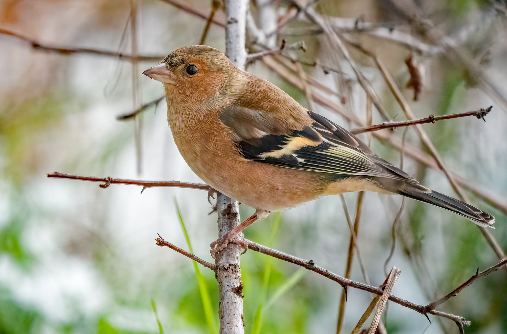 "Das ist der Belesenste Singvogel" - warum sag ich das?