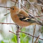 "Das ist der Belesenste Singvogel" - warum sag ich das?