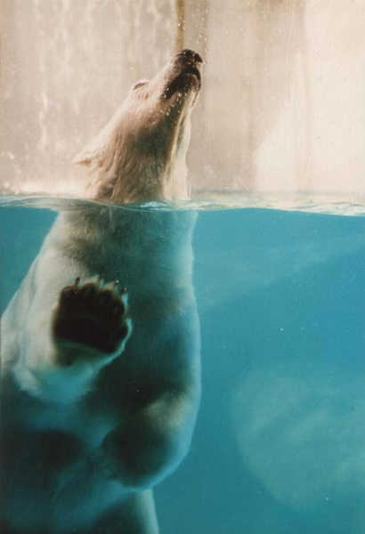 Das ist der Eisbär jetzt im ganzen, ich würd auch gern im Poole plantschen..