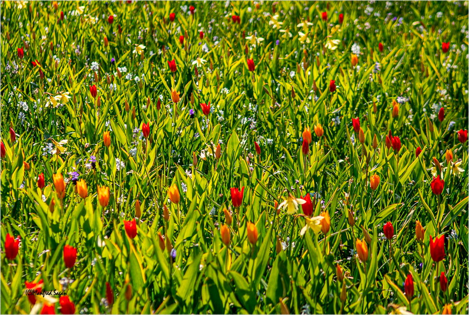 Das ist der Frühling! Er lässt sich an der Küste besonders viel Zeit
