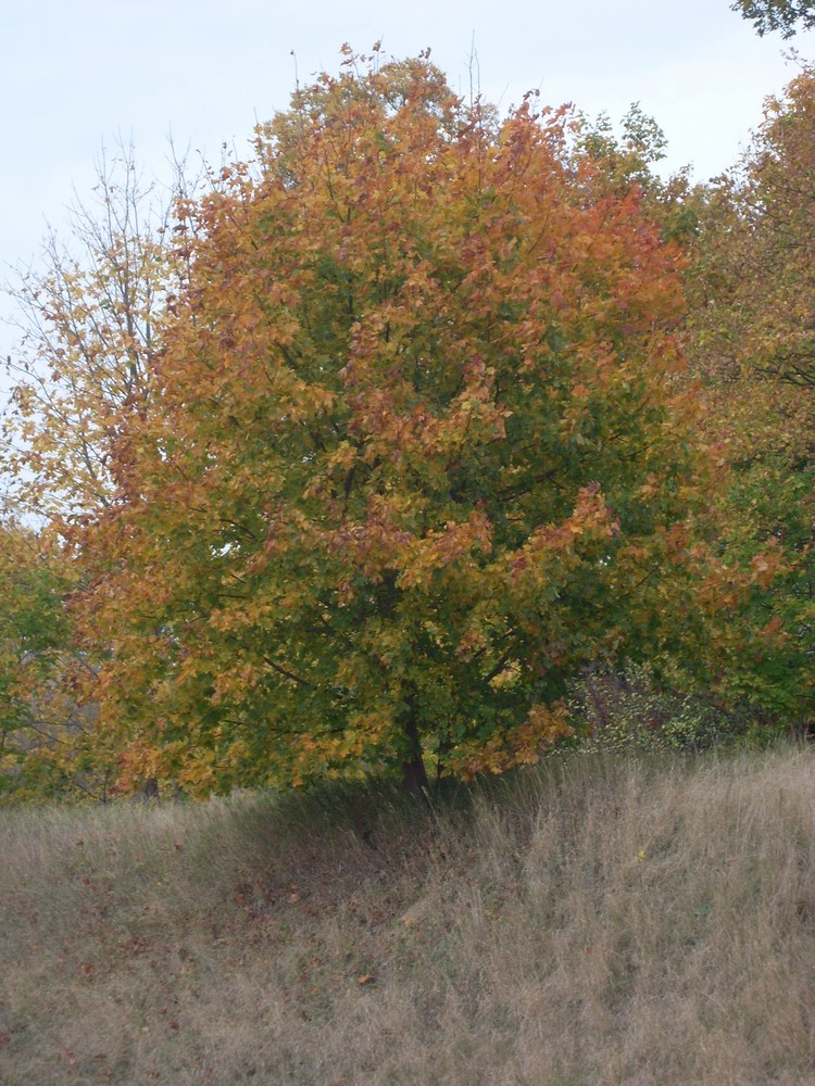 Das ist der Herbst