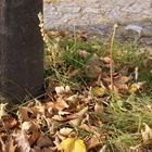 Das ist der Herbst