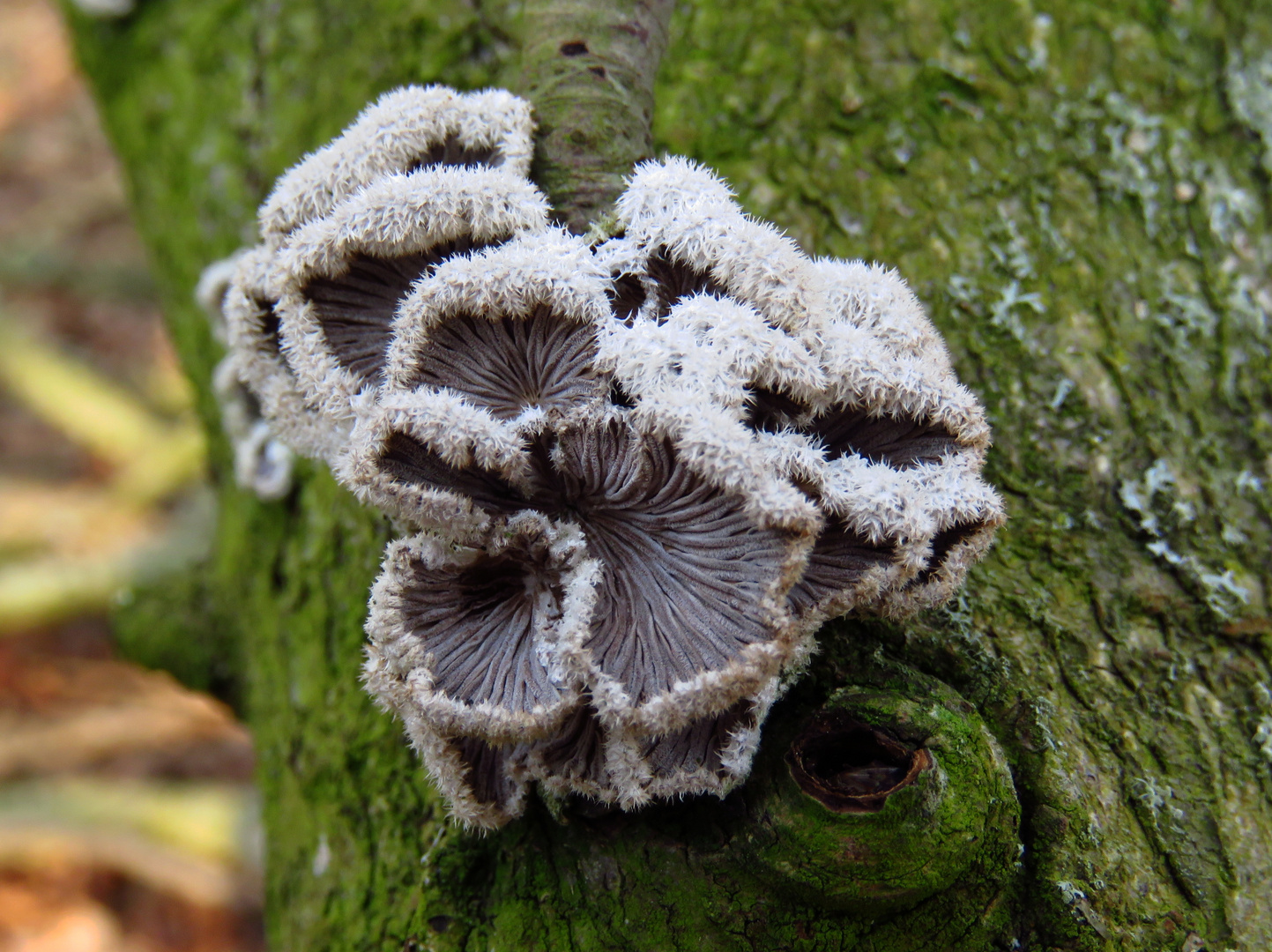 Das ist der Pilz von gestern