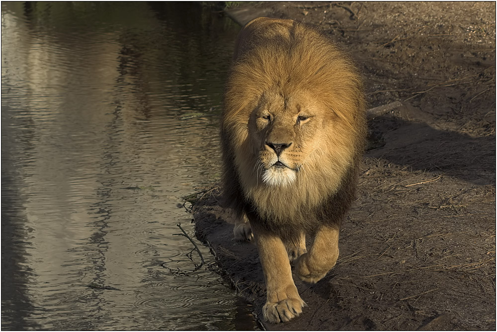 Das ist der stolze... Foto & Bild | tiere, zoo, wildpark & falknerei ...
