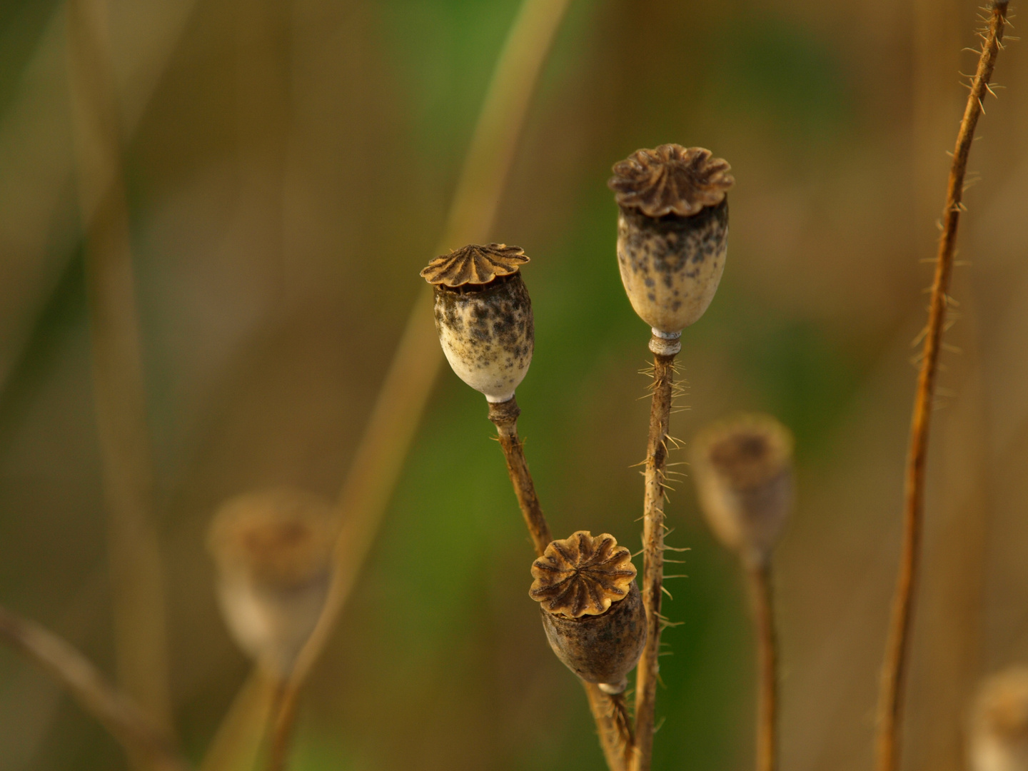 das ist der zukünftige Mohn