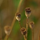 das ist der zukünftige Mohn