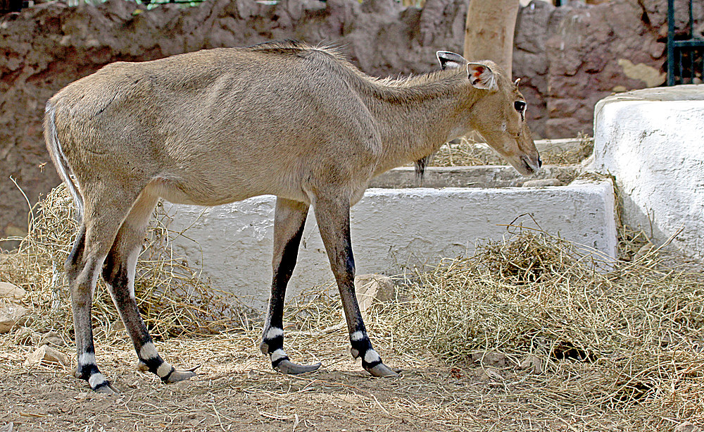 das ist die ehefrau der nilgauantilope