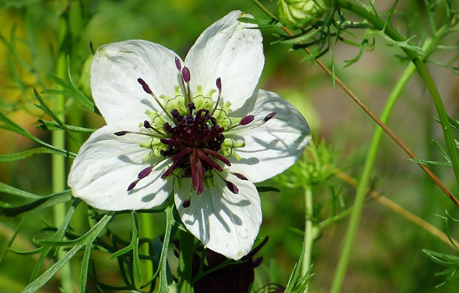 Das ist die hübsche Blüte . . .