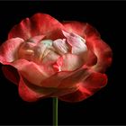 Das ist die Schönheit einer November Rose - ( Stacking Bild )  