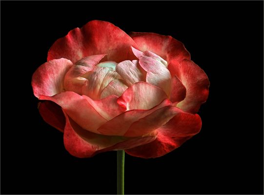 Das ist die Schönheit einer November Rose - ( Stacking Bild )  