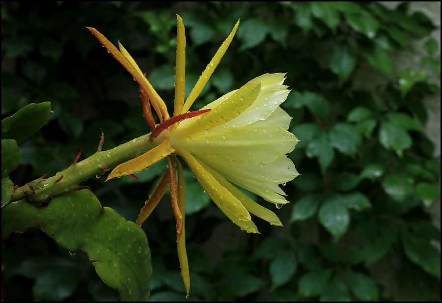 Das ist die schönste Blüte ...