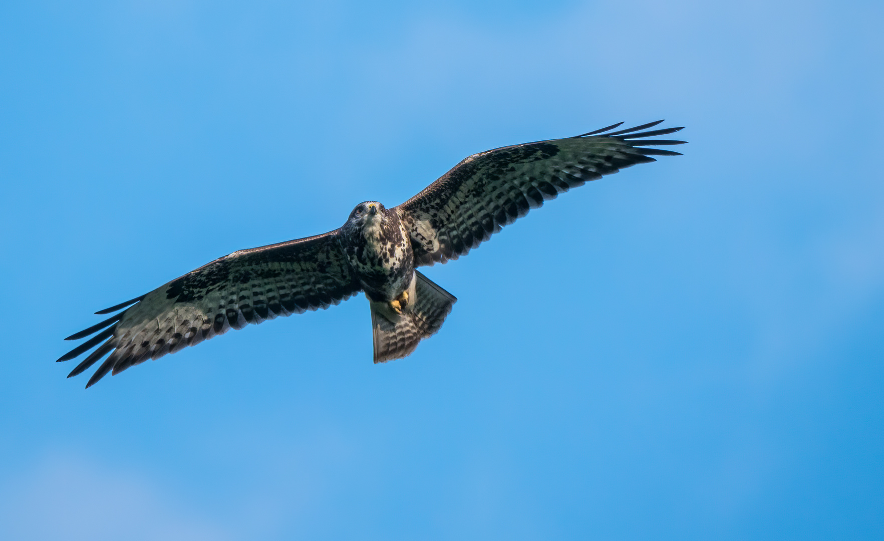 "Das ist doch einer der REICHSTEN Vögel"