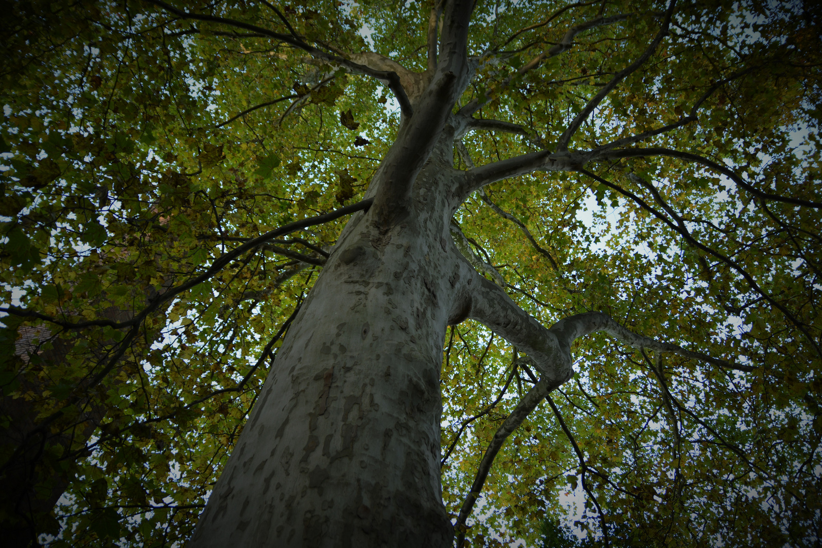 das ist doch mal ein großer Baum