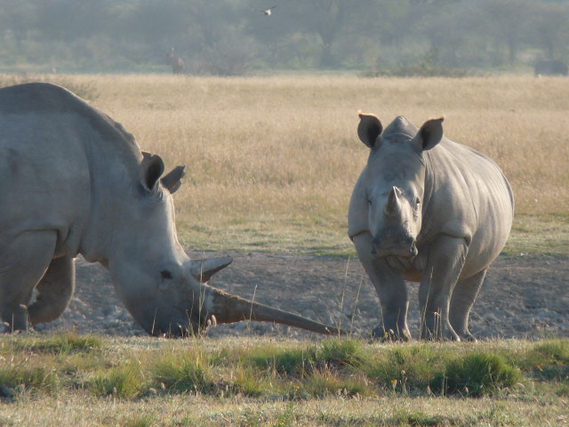 Das ist doch mal ein Horn